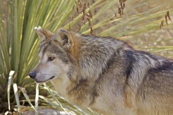 Mexicaanse wolf — Stockfoto