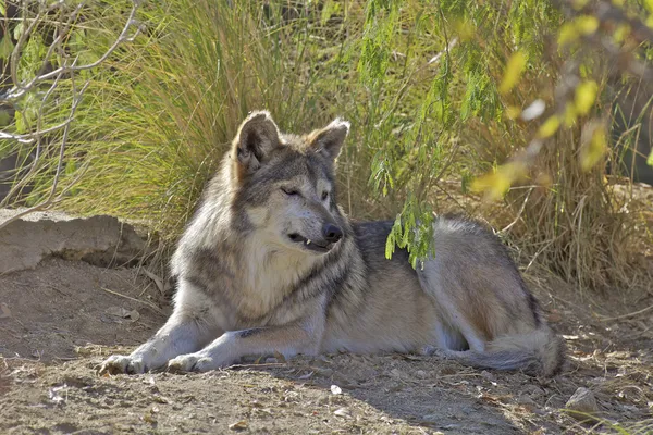 Mexicaanse wolf — Stockfoto