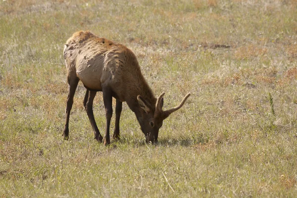 Spike Bull Elk — Stock Photo, Image