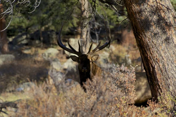 Nice Bull Elk — Stock Photo, Image