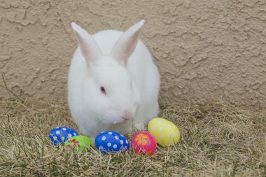 Paskalya tavşanı ve yumurta