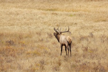 Rut 'ta Boğa Geyiği