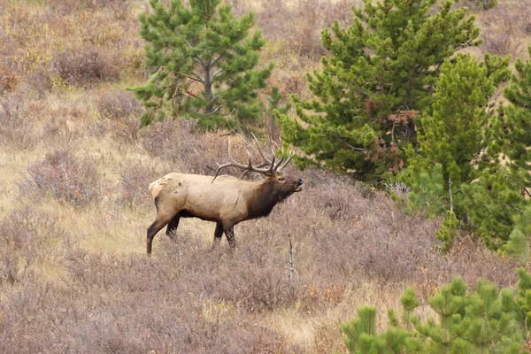 Bull Elk in Rut — Stock Photo, Image