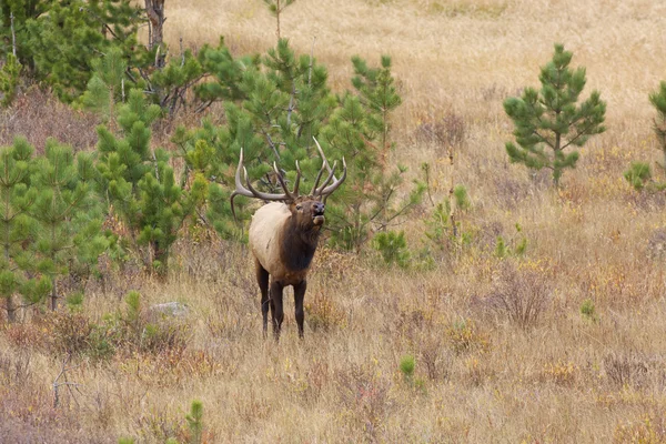 Bull Elk i Rut — Stockfoto