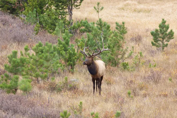 Bull Elk in Rut — Stock Photo, Image