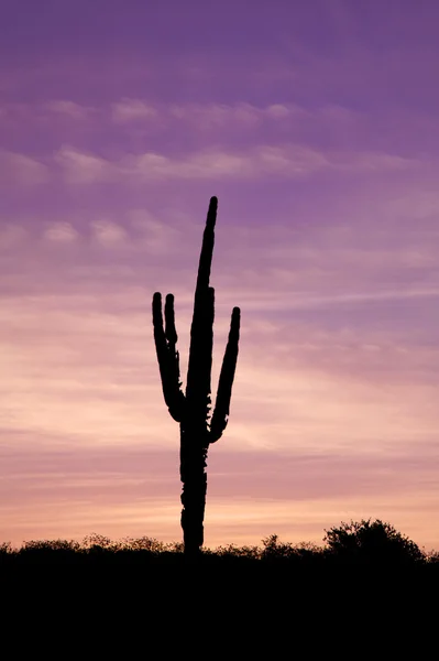 일출 saguaro — 스톡 사진