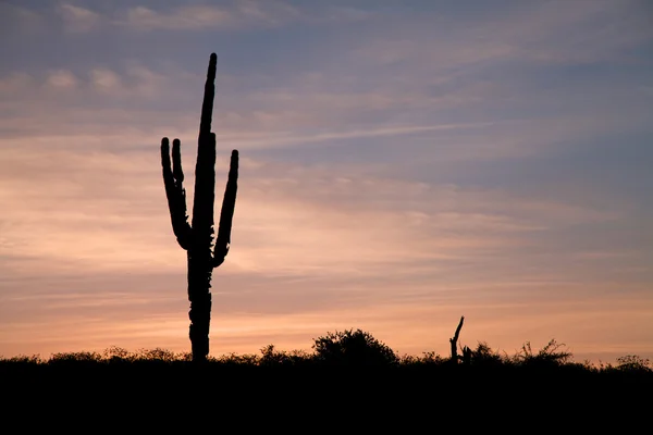 Saguaro napkeltekor — Stock Fotó