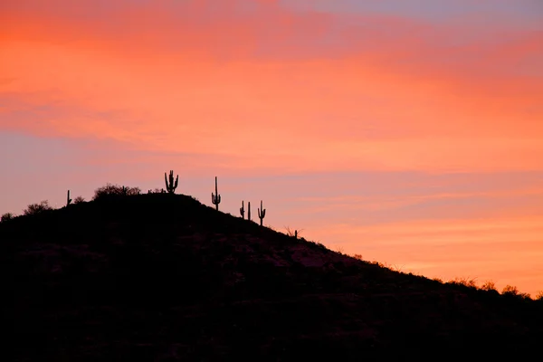 Saguaro napkeltekor — Stock Fotó