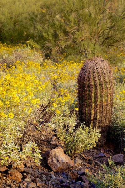 Flores silvestres de primavera en el desierto — Foto de Stock