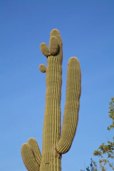 Saguaro 선인장 — 스톡 사진