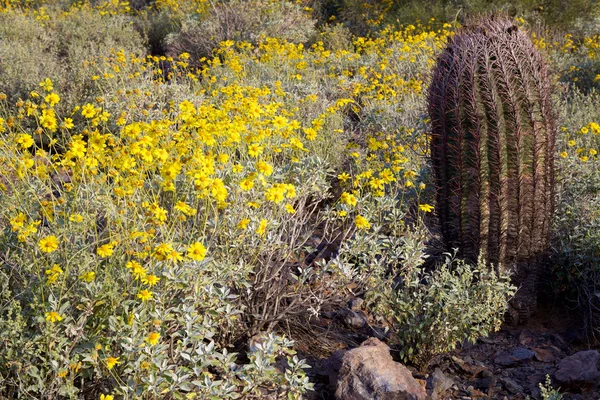 Весенние полевые цветы в пустыне — стоковое фото