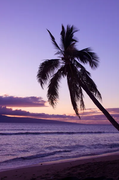 Palma da ilha em pôr do sol — Fotografia de Stock