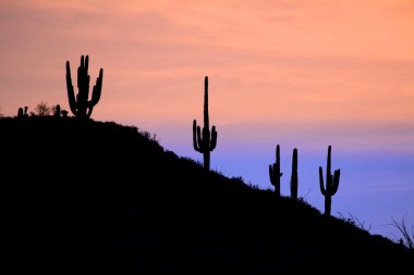 saguaro gündoğumu