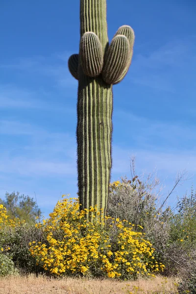 Vårens blommor i öknen — Stockfoto