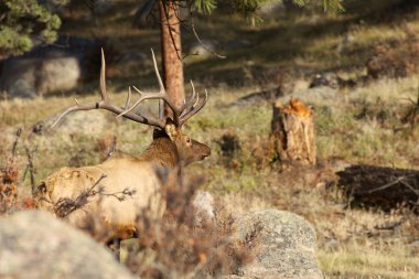 Rut 'ta Boğa Geyiği