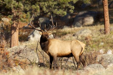 Rut 'ta Boğa Geyiği