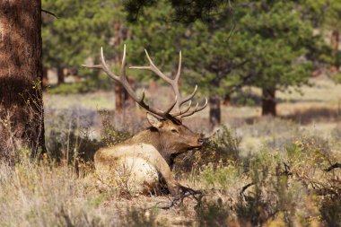 Rut 'ta Boğa Geyiği