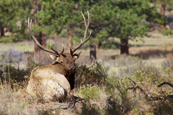 Wapiti à Rut — Photo