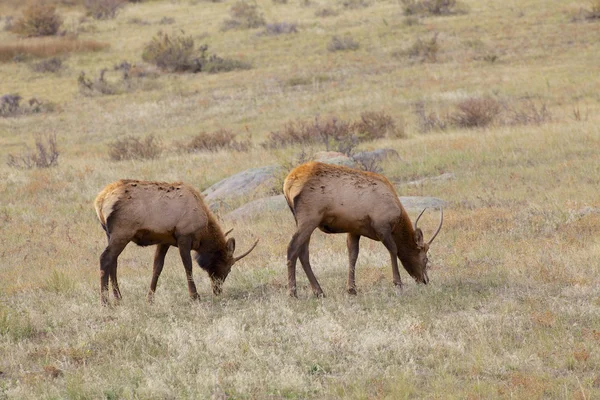 Spike býk elk — Stock fotografie