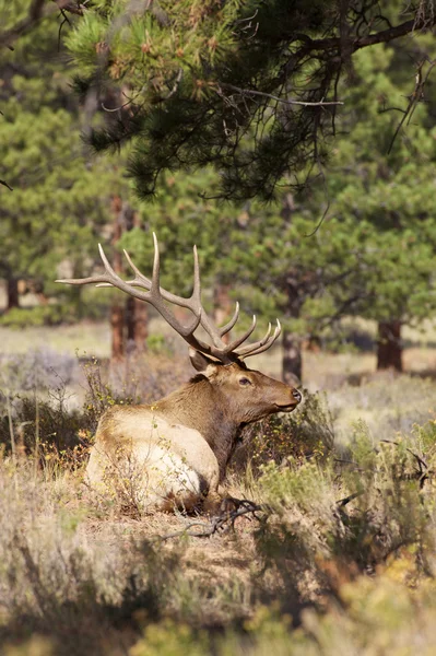 Bull Elk i Rut — Stockfoto