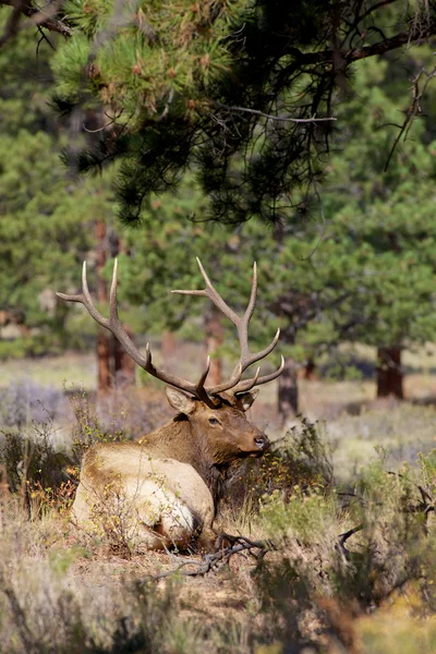 Bull Elk in Rut — Stock Photo, Image