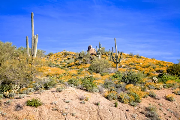 Spring Wildflowers in the Desert — Stock Photo, Image