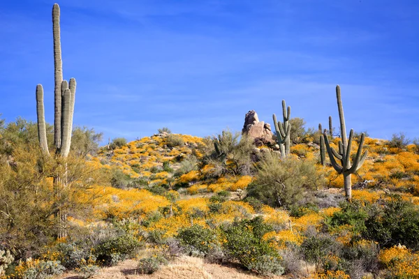 Spring Wildflowers in the Desert — Stock Photo, Image