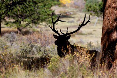 Bedded Bull Elk Silhouetted clipart