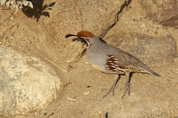 California Codorniz macho — Foto de Stock