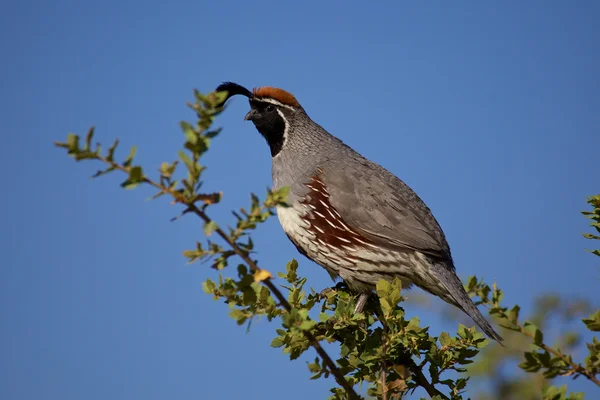 Caille de Californie mâle — Photo