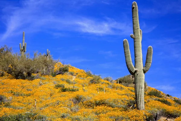 Весняні дикі квіти в пустелі — стокове фото