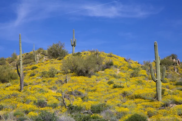 Весняні дикі квіти в пустелі — стокове фото