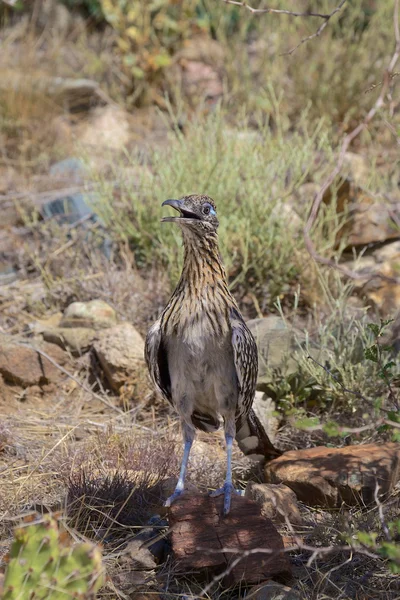 Roadrunner — Φωτογραφία Αρχείου