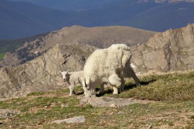 dağ keçisi dadı ve çocuk