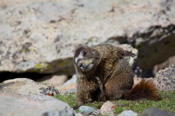 Marmotta dal ventre giallo — Foto Stock