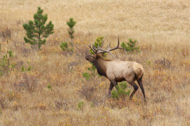 Rut 'ta Boğa Geyiği