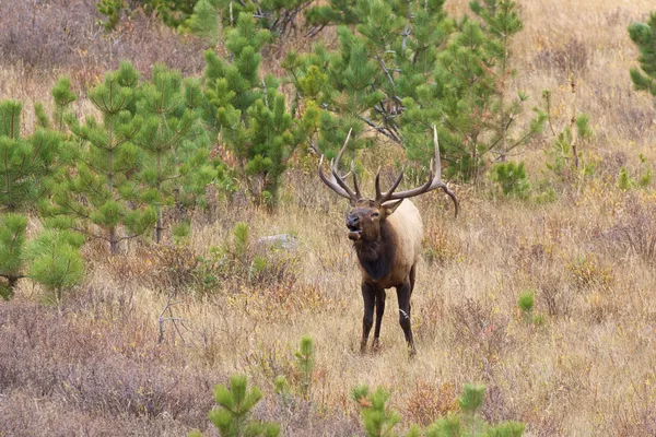 Bull Elk in Rut — Stock Photo, Image