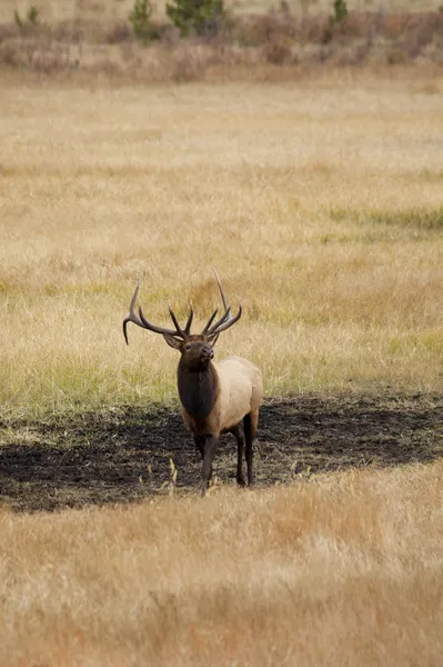 Bull Elk in Rut — Stock Photo, Image