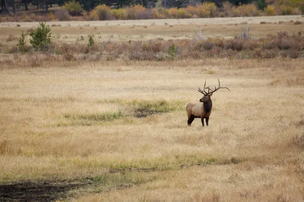 Bull Elk in Rut — Stock Photo, Image