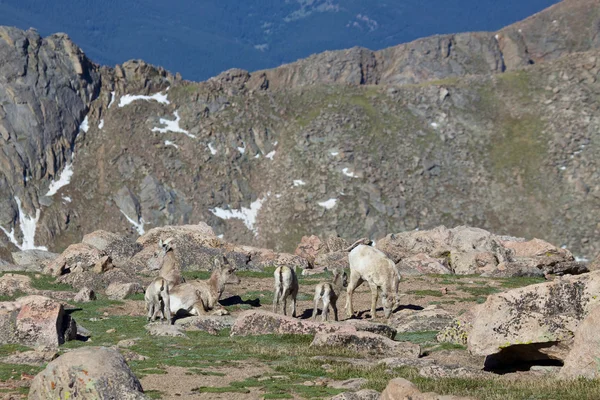 大角羊母羊和羔羊 — 图库照片