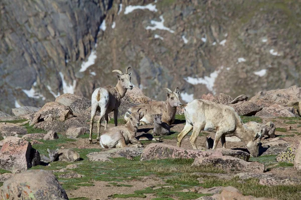 Bighorn koyun koyun ve Kuzuların Sessizliği — Stok fotoğraf