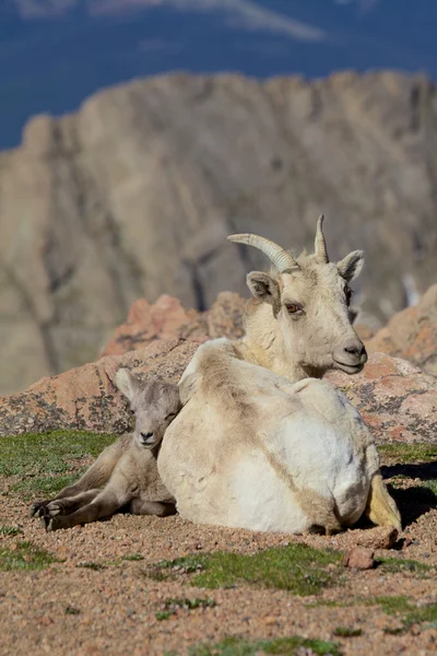 Bighorn anyajuh és bárány — Stock Fotó