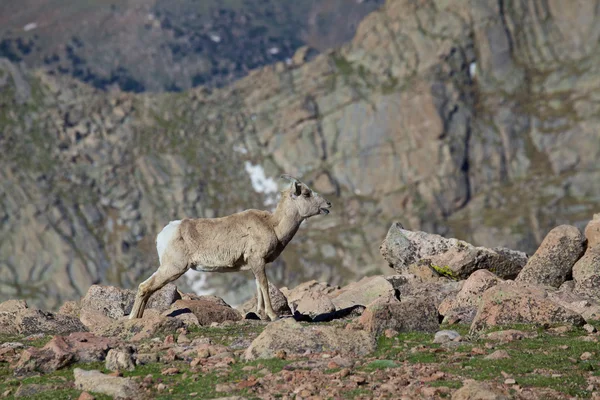 ビッグホーン羊羊 — ストック写真