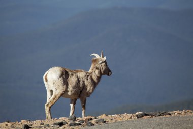 Bighorn koyun ewe