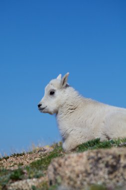Şirin Bebek dağ keçisi