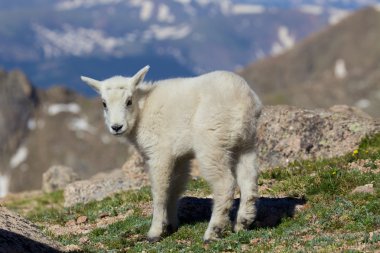 Şirin Bebek dağ keçisi