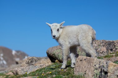 Şirin Bebek dağ keçisi