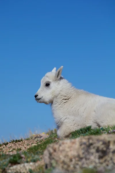 Bonito bebê cabra de montanha — Fotografia de Stock