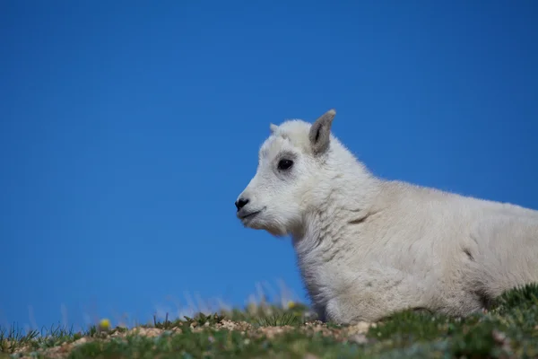 Lindo bebé montaña cabra — Foto de Stock