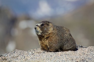 Sarı karınlı marmot